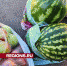 Избыточный урожай яблок и бахчевых культур жители Химок могут сдать на переработку - Regions.Ru